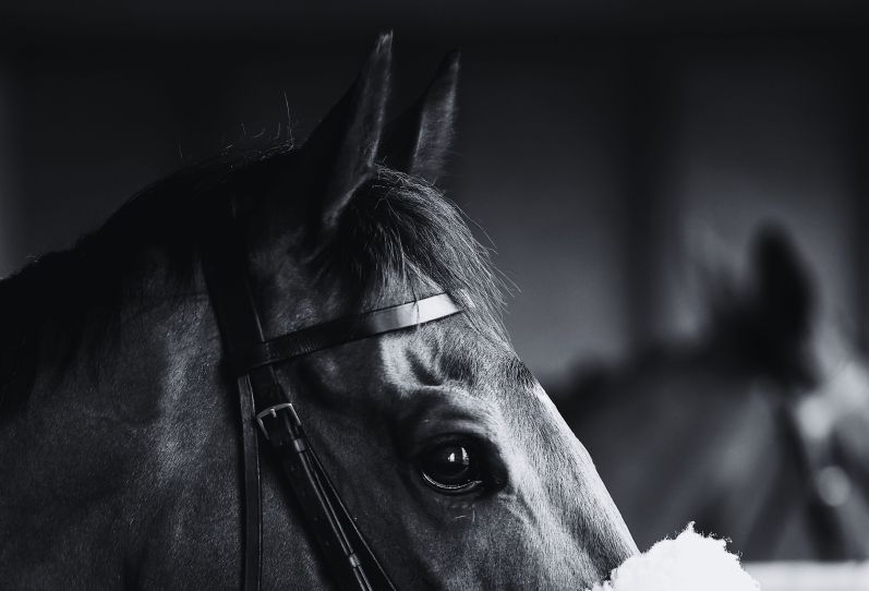 Horse head looking over saddling box at the races