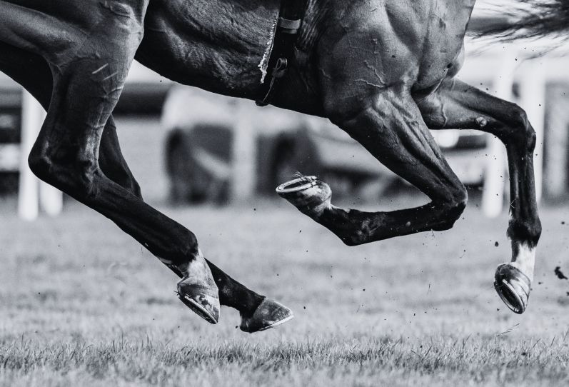 close up of horses legs galloping
