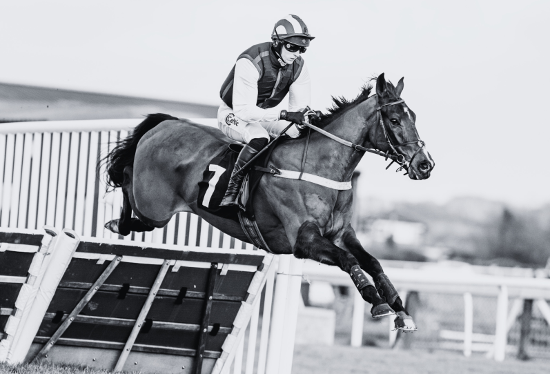 Harry Redknapp's Horse jumping a hurdle