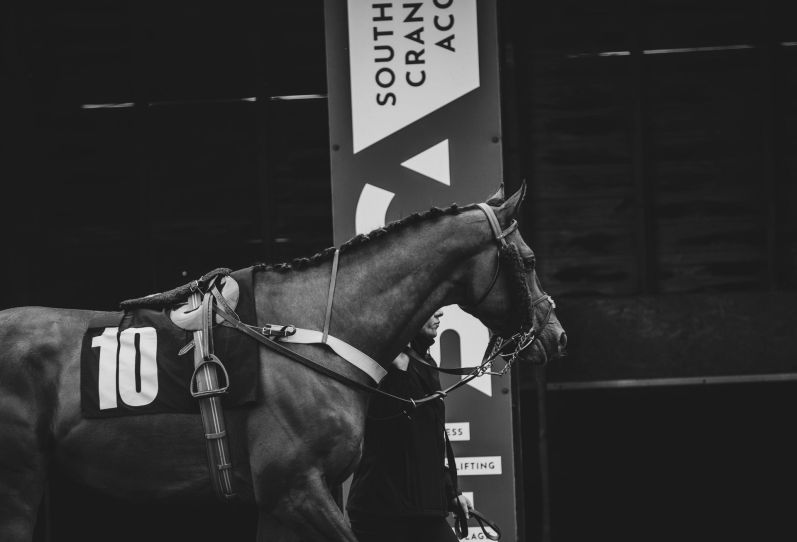 Horse around parade ring - Copyright - Emily Morrill