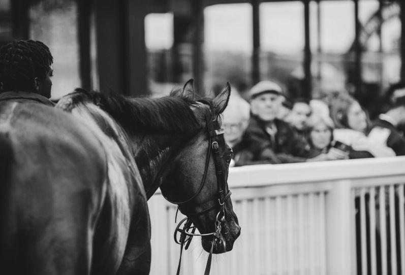 Horse Parading - Copyright - Emily Morrill