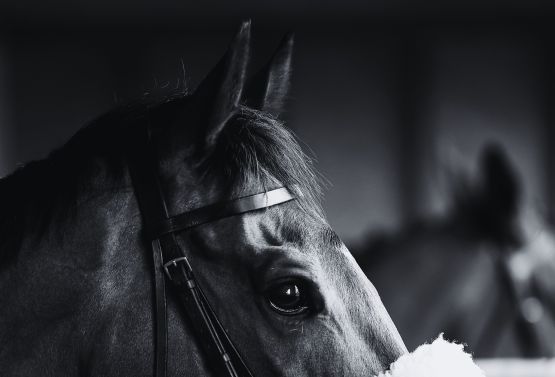 Horse head looking over saddling box at the races