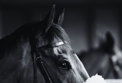 Horse head looking over saddling box at the races